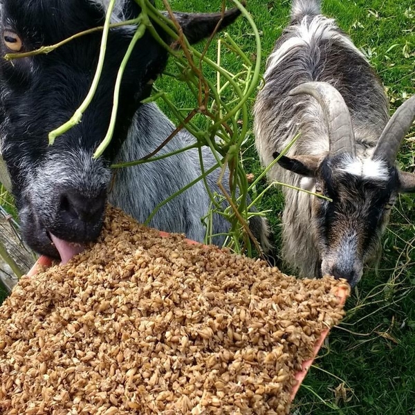 goats at hornes