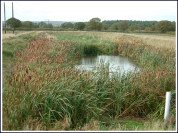 Purity wetlands
