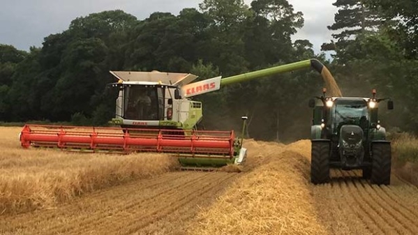 barley harvest