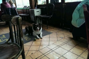 Which doggy pubs take the biscuit?