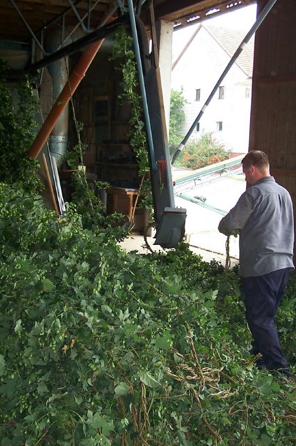 hop picking 1