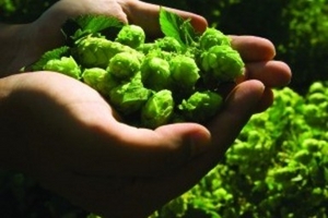 Hop on a bus to relish Kent's harvest ales