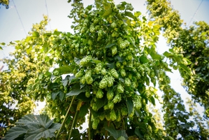 Hats off to British hops