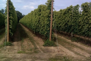 Marston's boost for ancient Kent hop farm