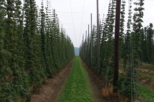 Marston's boost for hops