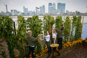 Hop harvest on banks of the Thames